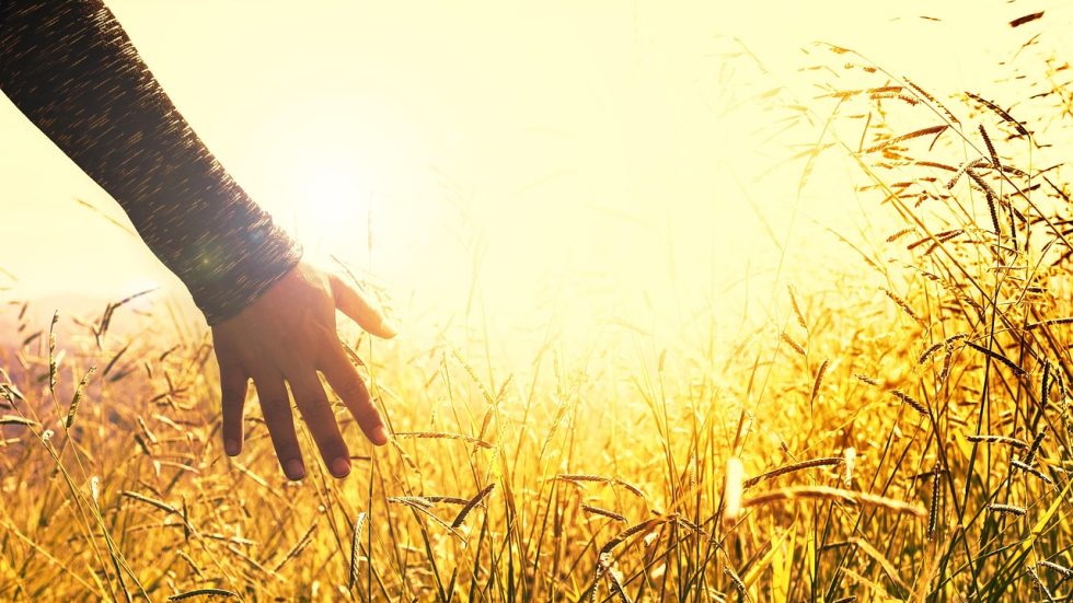 Foto di Daniel Reche da Pixabay