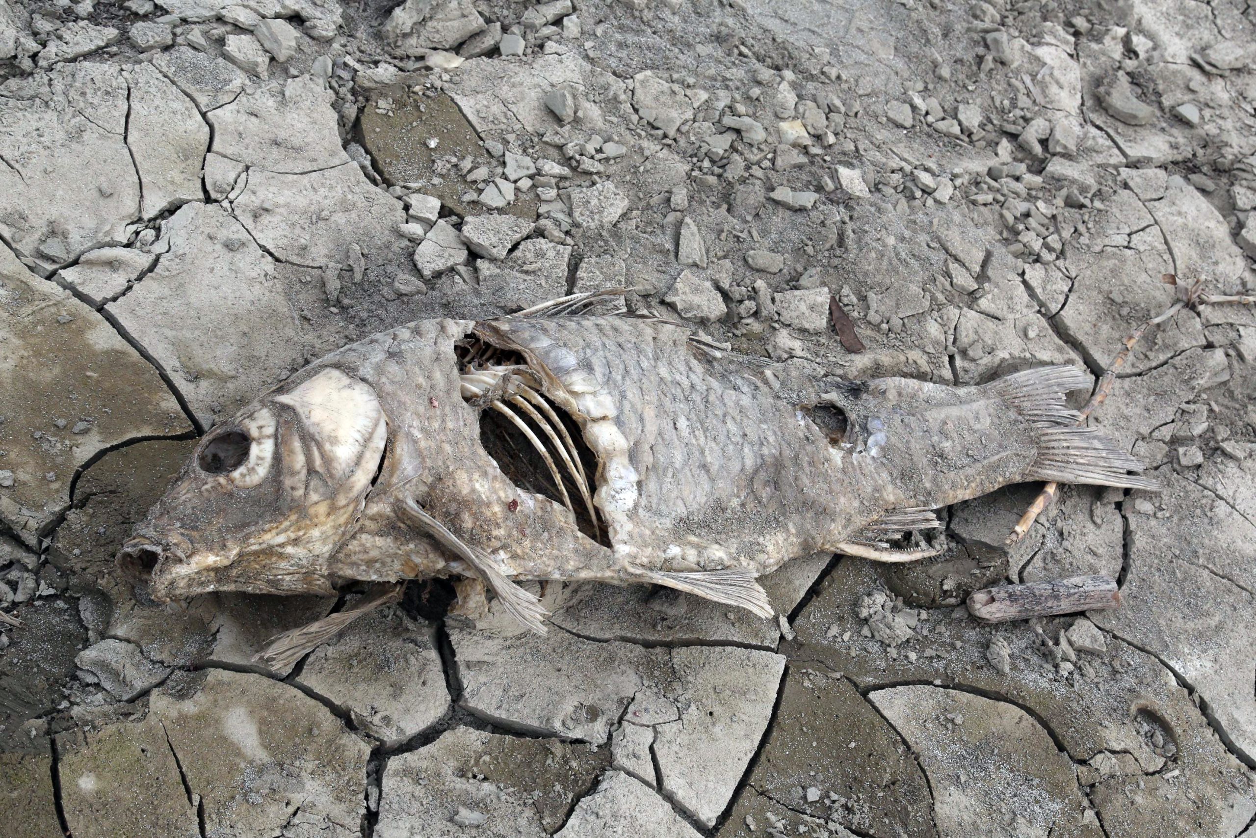 Foto Agenzia Fotogramma