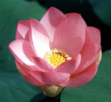 Come il fior di loto