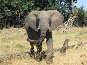 Giovedì 18 agosto DOVE SONO FINITI I LEONI?