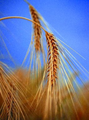 Natale 2007 IL SEME CHE D&Agrave; FRUTTO