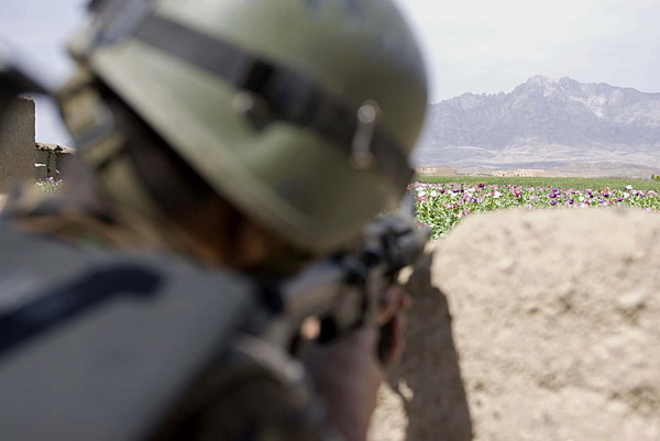 In this handout photograph released by US Coalition Forces on April 16, 2009, An Afghan commando with the 207th Kandak pulls security over a large poppy field during an air assault in Gulistan district, Farah province on April 12, 2009. The commandos successfully conducted an air assault against a known poppy grower and distributor. Military operations targeting Taliban and other insurgents is one of the main sources of tension between Afghan authorities and US and NATO-led forces in Afghanistan. AFP PHOTO/HO/James TAMEZ   RESTRICTED TO EDITORIAL USE   GETTY OUT