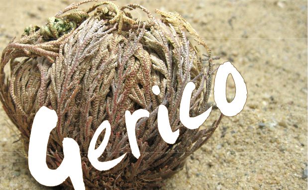 Fino al 7 marzo, “Gerico” a Desio