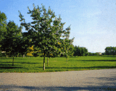 Dall’inizio dell’anno sono state 45 le aggressioni ai vigili urbani PARCHI SOTTO CONTROLLO