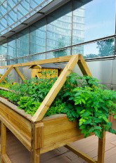 Quelle oasi verdi nel cemento