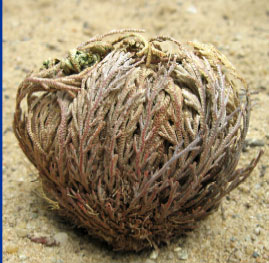 Fino al 15 febbraio 2015 a Desio:<br> “Gerico –  I sette vizi capitali”