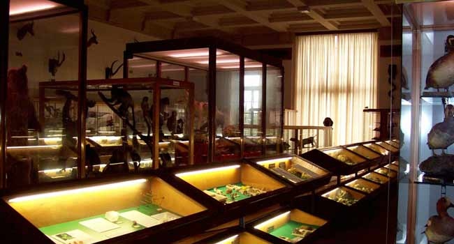 Museo di storia naturale Antonio Stoppani