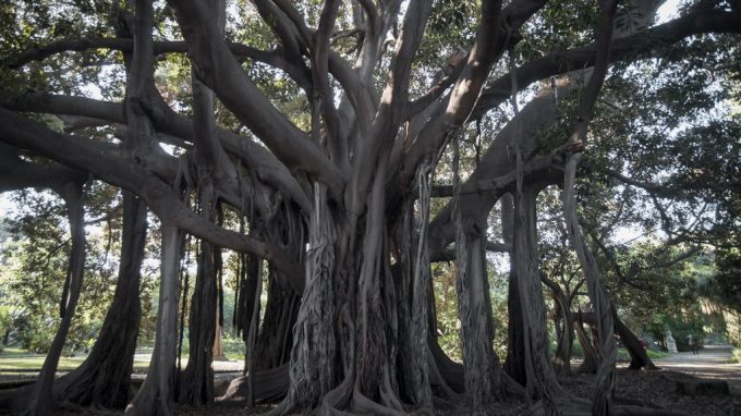 Al Refettorio Ambrosiano “La settimana dell’albero”