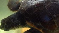 tartaruga-cropped