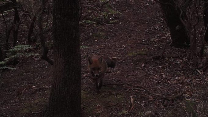 volpe-catturata-con-camera-trap-cropped