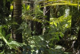 Ecologia integrale e dintorni. Verso la COP29 di Baku