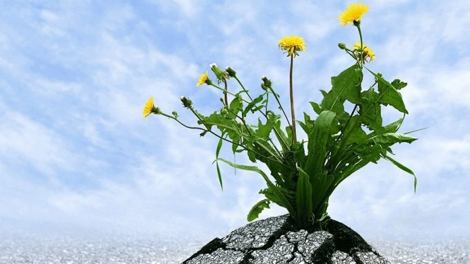 Con la vostra perseveranza salverete le vostre vite