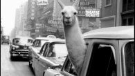 usa-new-york-city-1957-a-llama-in-times-square