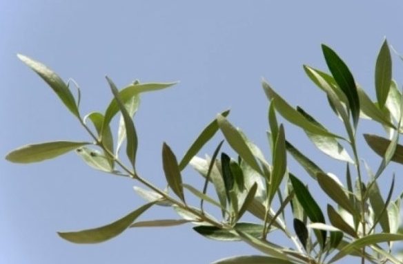 Tempo del Creato, a Milano nasce il Giardino della Pace