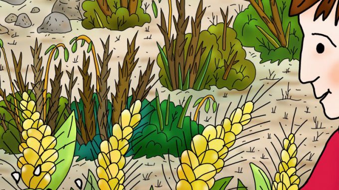 VII Domenica dopo il martirio di san Giovanni il Precursore