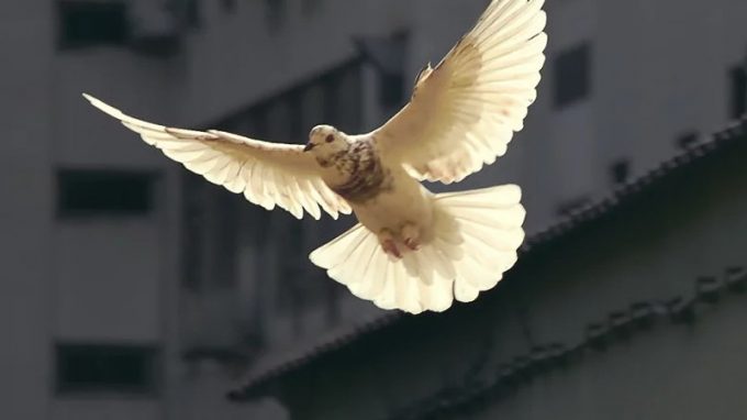 Mese della Pace, a Rho si prega con l’Ac