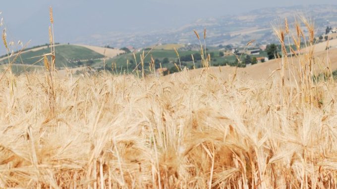 La sicurezza alimentare a rischio