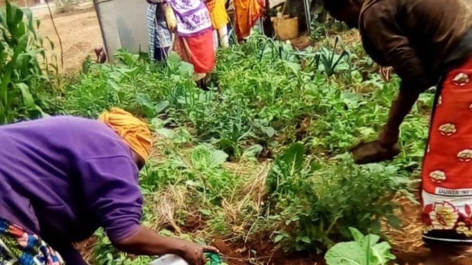 In Kenya il Celim coltiva il futuro