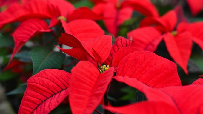 Festa di Natale a Paderno Dugnano