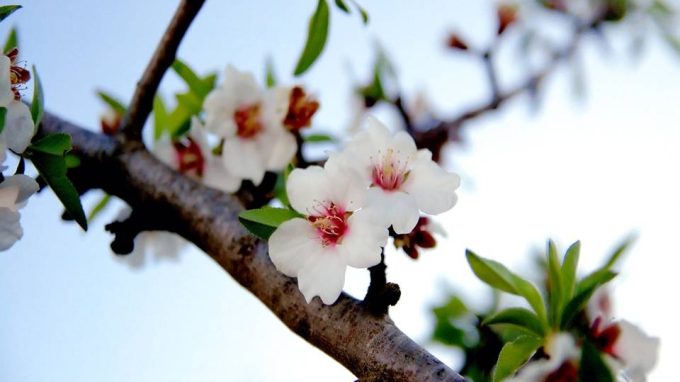 «Ramo di mandorlo», per una Chiesa sinodale e missionaria