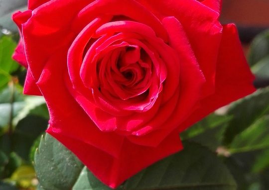 Cascina Linterno : San Valentino in prosa e poesia