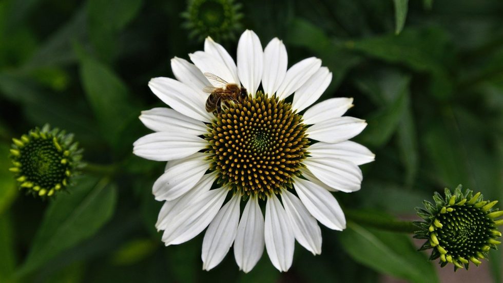 Laudato sì: a Usmate la catechesi per adulti