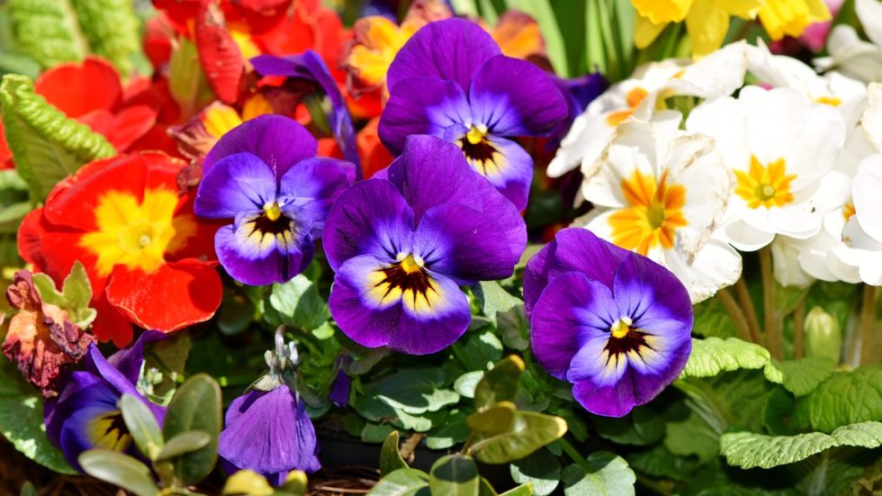 Un fiore per la vita: primule in vendita per il Cav Abbiategrasso