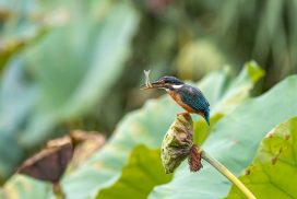 A Roma il Seminario nazionale sulla Custodia del Creato