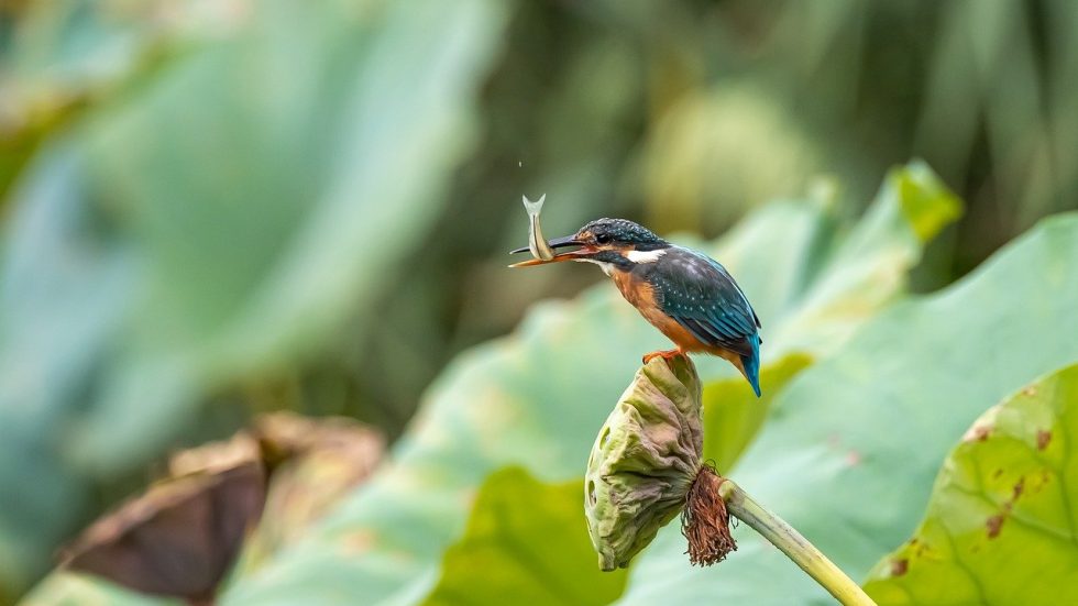 A Roma il Seminario nazionale sulla Custodia del Creato