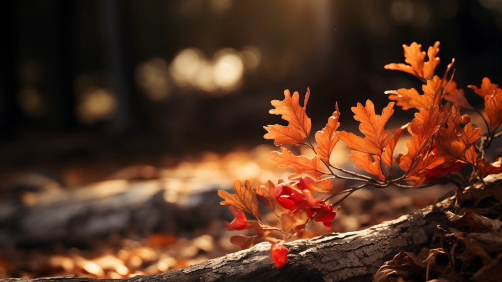 «Costruire la casa comune»: parole, musica e immagini per conoscere