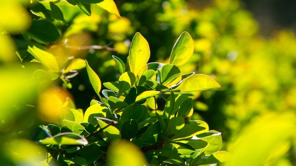 Settimana della Laudato sì: gli appuntamenti del Decanato di Magenta