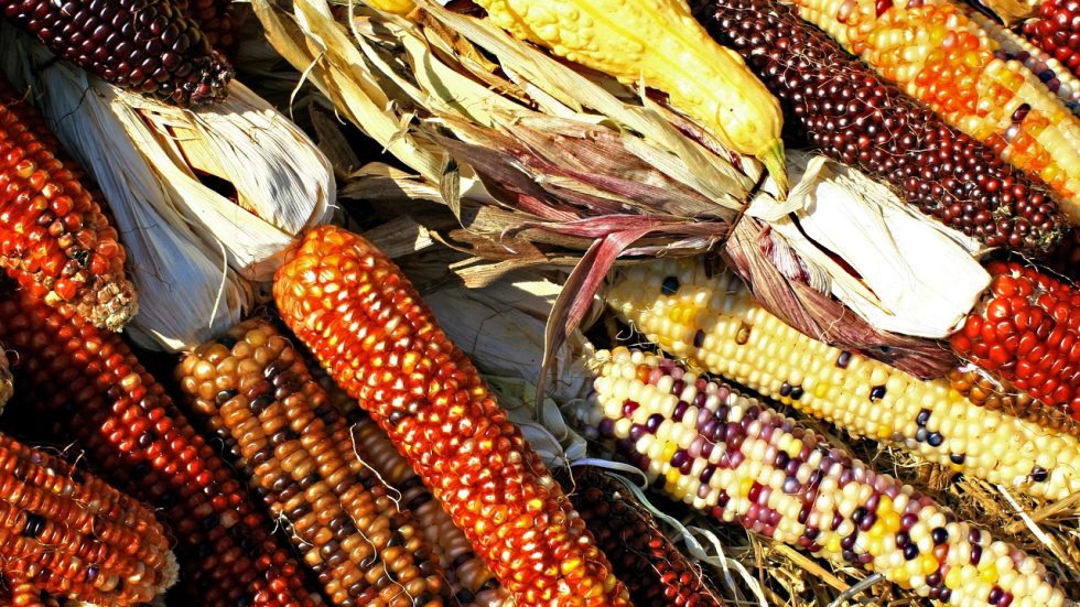 Venerdì alle Acli Milanesi il convegno “I semi amici”