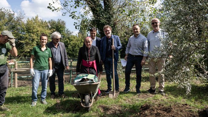 Un ulivo per la pace