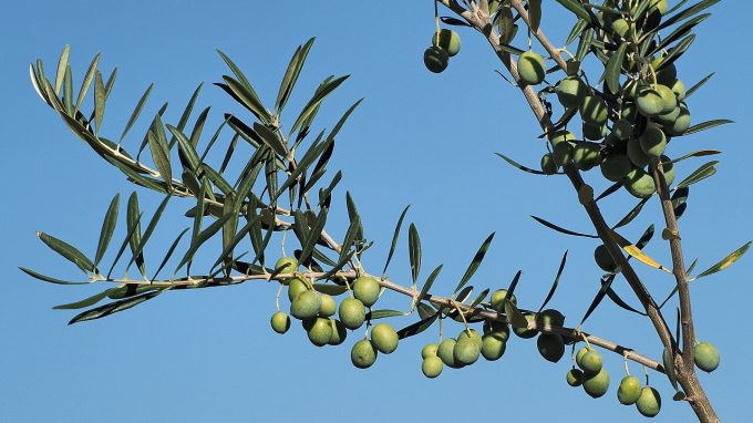Benedire i doni della terra, un gesto antico