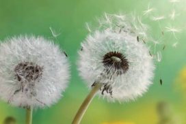 Nel “Chiostro delle Religioni” il primo incontro sul Buddhismo «La libertà come bene (in) comune»