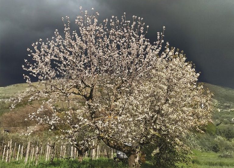 manifesto giornata martiri missionari 2026