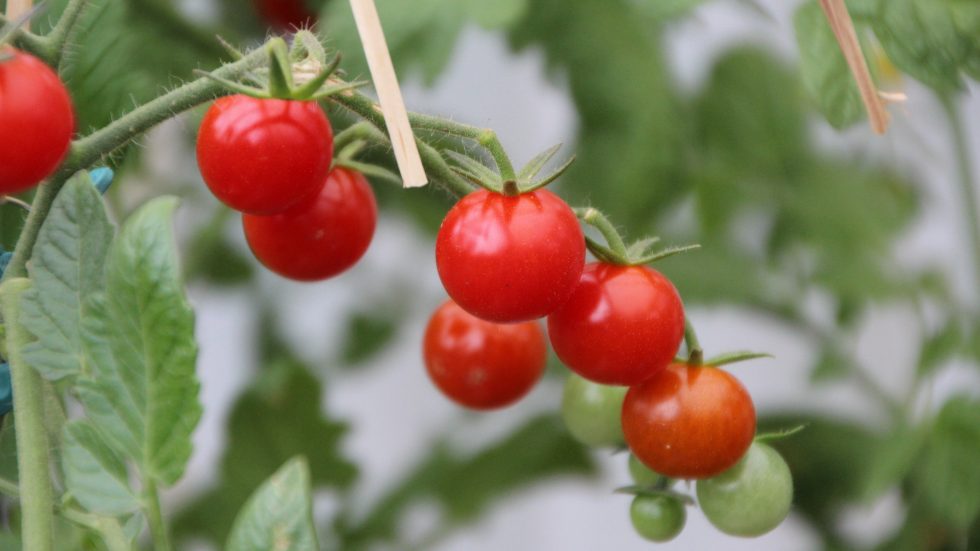 Milano, dal 30 marzo al via il ciclo di incontri "La grande avventura del cibo" a cura di Roberto Roveda