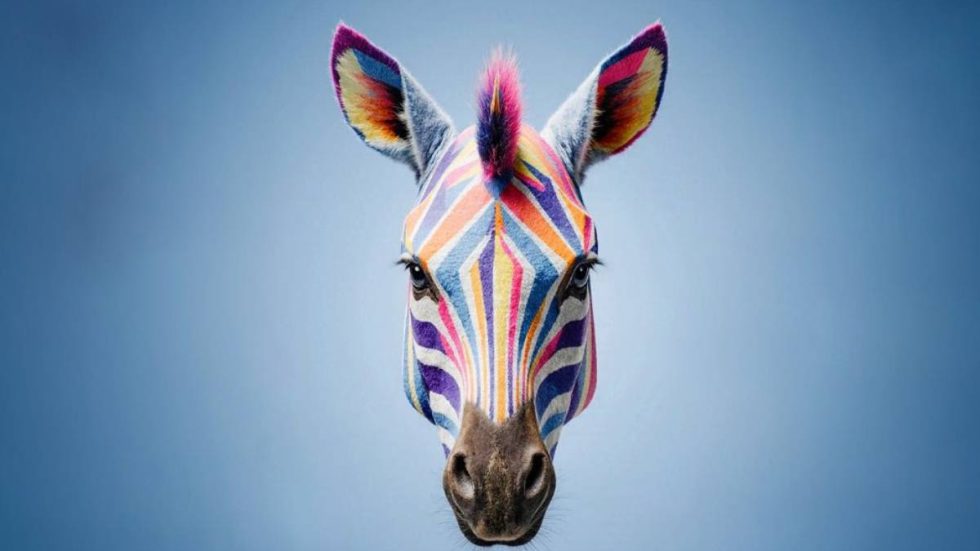 Cinema africano, d’Asia e America latina, la Zebra si trasforma